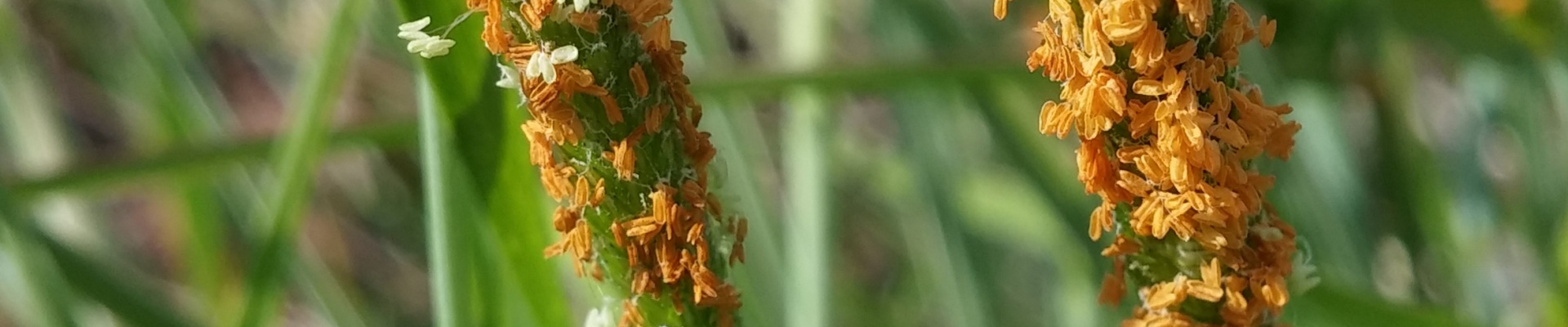 Czerwiec- wysokie stężenie pyłków traw